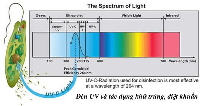 đèn UV