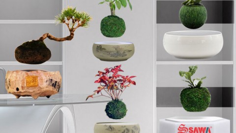 Các mẫu Air bonsai đẹp nhất